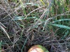 wald2